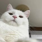 Avatar of Adeel Khan